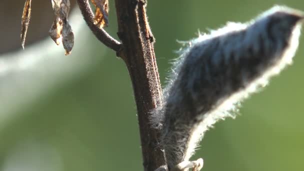 Bolyhos Hüvely Fabaceae Vagy Leguminosae Közismert Nevén Hüvelyes Borsó Vagy — Stock videók