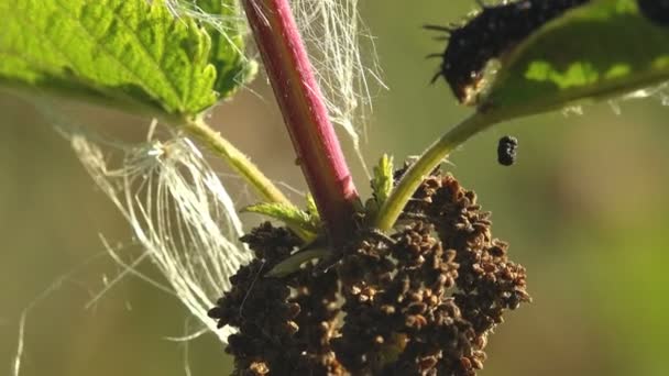 Aglais Europese Pauw Zwarte Rups Pauw Vlinder Met Kleine Witte — Stockvideo