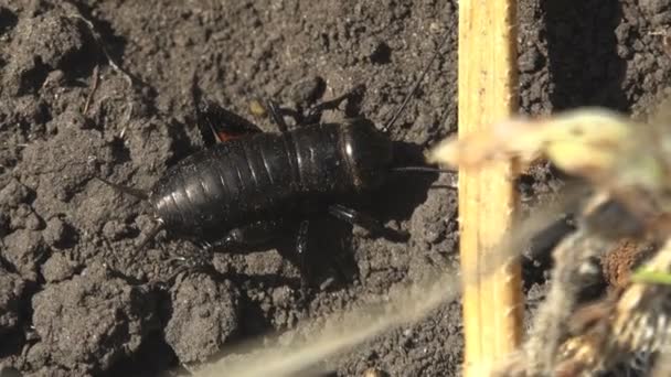 Black Gryllus Campestris Field Cricket Sitting Ground Ready Jump View — Stock Video