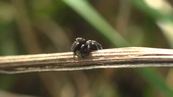 Прыгающие Пауки Семейство Salticidae Черный Маленький Паук Застыл Ветке Ожидая — стоковое видео