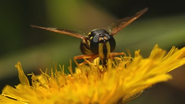 Helophilus Pendulus European Hoverfly Sits Collects Nectar Yellow Flower Summer — Stock Video