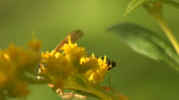 Avispa Chaqueta Amarilla Cosas Rayas Amarillas Recoge Polen Flor Silvestre — Vídeo de stock