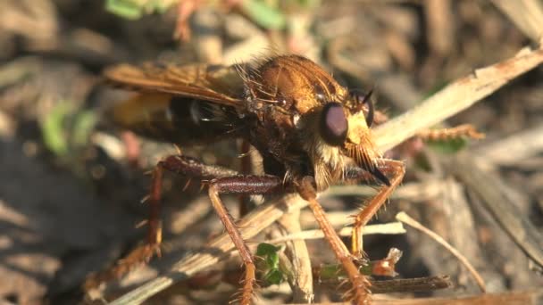 Asilidae Suikastçı Sinekler Soyguncu Sineği Kızıl Tüylü Genç Diğer Böceklere — Stok video