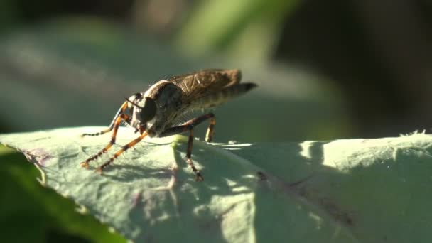 Asilidae Assassin Flies 毛茸茸的强盗苍蝇 坐在绿叶上擦着他的长爪 睁大了眼睛 观赏野生生物中的宏观昆虫 — 图库视频影像