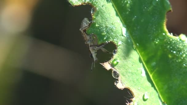 妖怪是一种属于超家族的甲虫 Sitona Gressorius 在野生动物中被昆虫栖息在绿叶上 覆盖着新鲜的露水和撕破的边缘 宏观的自然观 — 图库视频影像