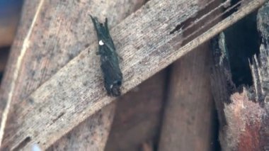 Caddisfly, ya da Trichoptera sipariş ormanda küçük bir bataklık boyunca sürünerek, yiyecek aramak - diğer böcekler. Suyun altında makro böceği görüntüle