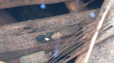 İki Caddisfly ile tanıştım ya da Trichoptera 'nın ormanda küçük bir bataklıkta sürünerek yiyecek aramasını emrettim. Başka böcekler. Suyun altında makro böceği görüntüle