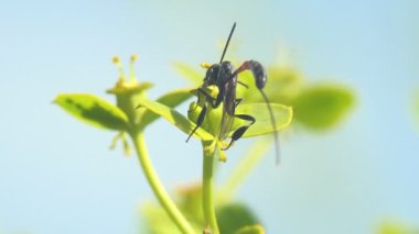 Hymenoptera: Ichneumonidae ve Braconidae. Son derece uzun yumurtlayan böcekler haşhaş familyasındaki çelenklerin ve selandinlerin üzerine yumurtalarını bırakırlar. Makro görünüm
