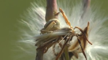 Örümcek böceklere saldırmadan önce pusuya yatmış. Tohum başlığı detaylarına, sahte hindiba ve karahindiba tohumlarına saklanmıştı. Makro etrafında görünüm