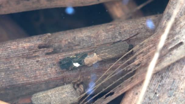 Conoció Dos Caddisfly Orden Trichoptera Arrastrándose Por Fondo Pequeño Pantano — Vídeo de stock