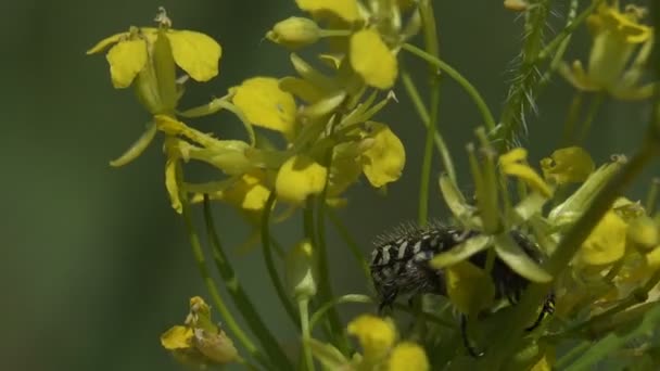 枯萎病甲虫活跃地在黄色的野花植物中爬行 野生生物的昆虫宏观视图 — 图库视频影像