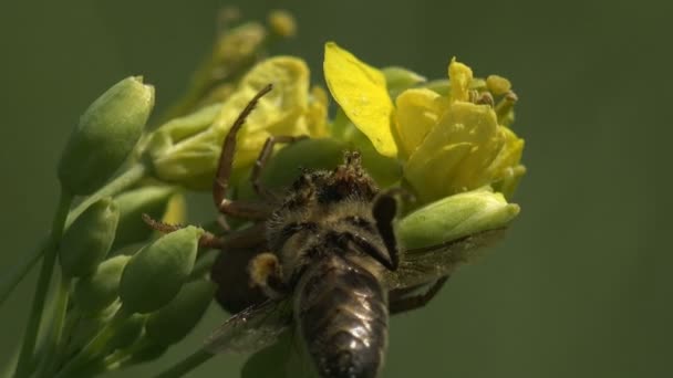 Ragno Siede Sul Fiore Giallo Attacca Ape Macro Fiore Insetto — Video Stock