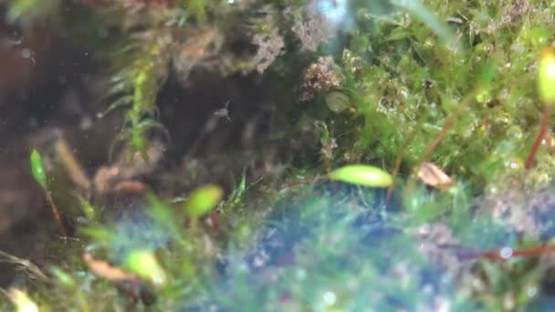 沼泽藻类 大型水蚤 浮游甲壳类和其他小型甲壳类动物活跃的水下生物快速移动 形成了水下巨浪混沌 — 图库视频影像
