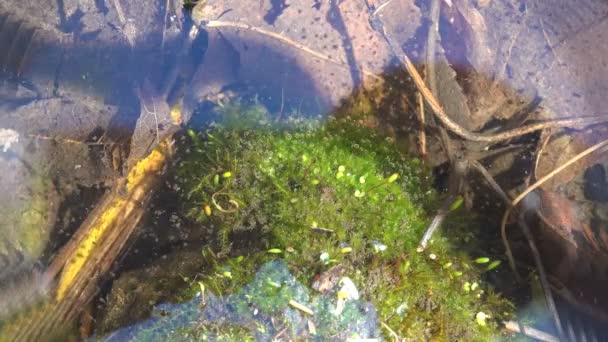 Aktivt Undervattensliv Träsk Alger Daphnia Magna Planktoniska Kräftdjur Och Andra — Stockvideo