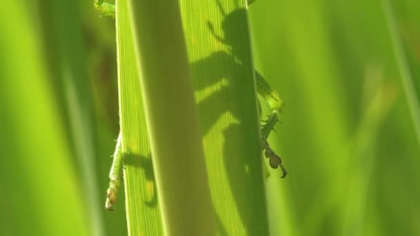 Gräshoppa Med Ovipositor Sitter Gröna Löv Och Lyser Igenom Från — Stockvideo