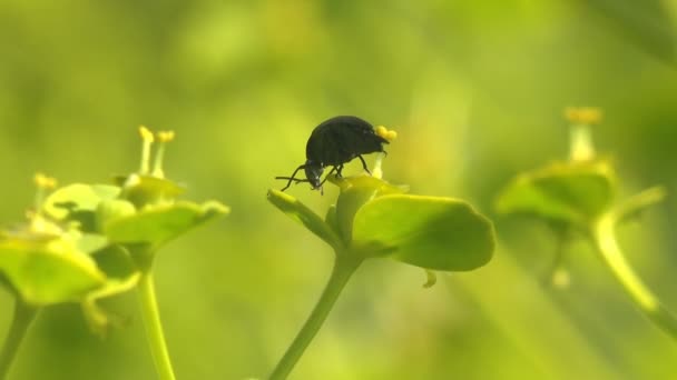 Green Dock Leaf Beetle Gastrophysa Viridula Sitting Green Leaf Macro — ストック動画