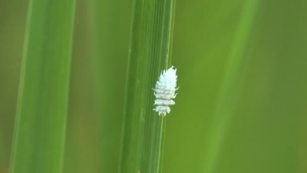 Mealybugは 家族の中の昆虫です緑膿菌 非装甲規模の昆虫 昆虫の害虫であるホワイト幼虫 野生動物のマクロを見る — ストック動画