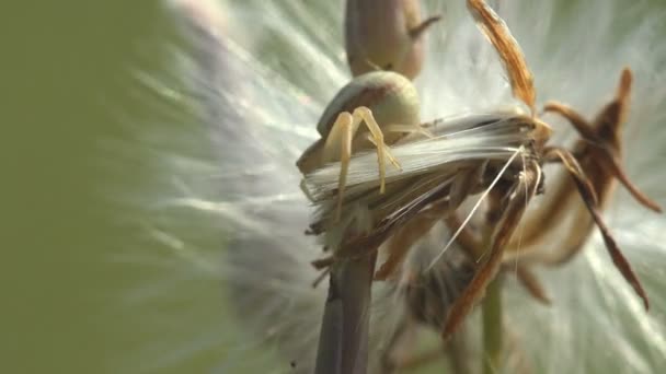 Aranha Senta Uma Emboscada Antes Ataque Insetos Escondeu Detalhe Seedhead — Vídeo de Stock