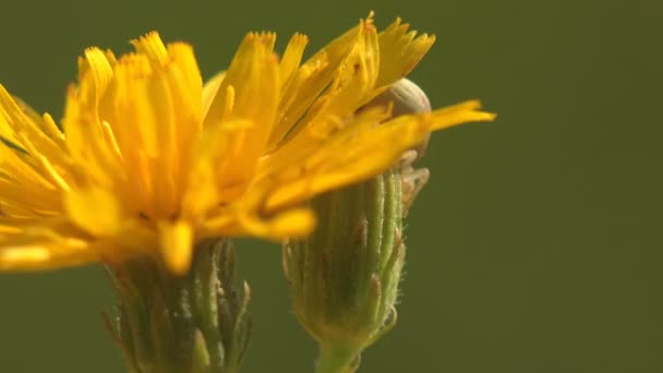 Bewegung Gelbe Wildblume Löwenzahn Auf Grünem Hintergrund — Stockvideo