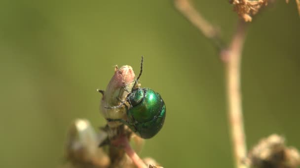 Green Dock Leaf Beetle Gastrophysa Viridula Zittend Droog Blad Dat — Stockvideo