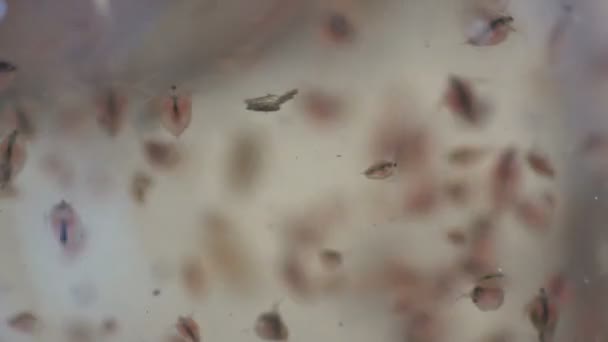 Daphnia Magna Является Мелким Планктонным Ракообразным Другими Мелкими Ракообразными Быстро — стоковое видео