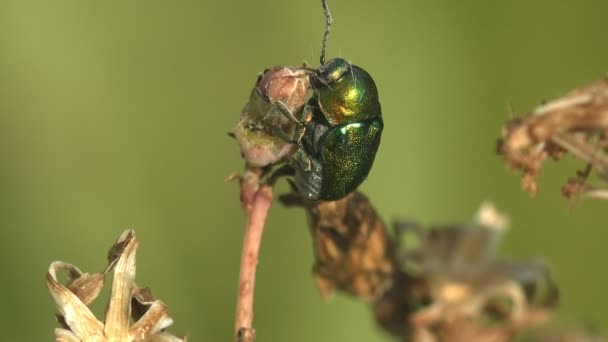 Green Dock Leaf Beetle Gastrophysa Viridula Siedzi Suchym Liściu Kołysząc — Wideo stockowe