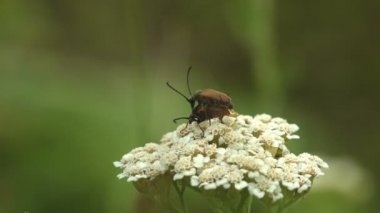 Böceklerin ve çiftleşmenin kur yapma ritüelleri. Sparedrus, Oedemeridae familyasından bir böcek cinsidir. Vahşi hayatta Macro böceğini görüntüle