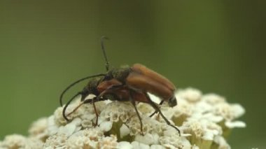 Böceklerin ve çiftleşmenin kur yapma ritüelleri. Sparedrus, Oedemeridae familyasından bir böcek cinsidir. Vahşi hayatta Macro böceğini görüntüle