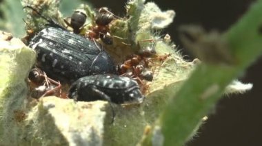 Böcekler yabani çiçek tomurcuğu Malva moschata, misk otu veya misk-mallow 'da oturan Oxythyrea Funesta böceklerini ve karıncaları rahatsız eder. Makro. Böcek böcekleri, Cetoniinae, meyve ve çiçek toplayıcıları, çiçek böcekleri, çiçek böcekleri