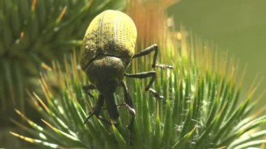 Curculionidae, Lixus concavus - rhubarb weevil, rhubarb curculio yeşil deve yaprağı tomurcuğunun üzerinde oturur. Vahşi yaşamdaki böceklerin makro görünümü