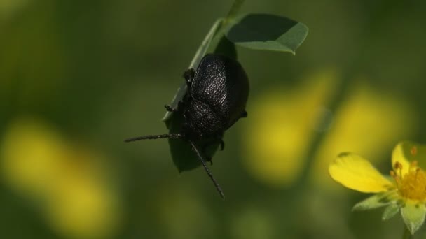 Darkling Beetle Alphitobius Tenebrionidae Alphitobiini Sitting Staggers Green Leaf Wind — Stock Video