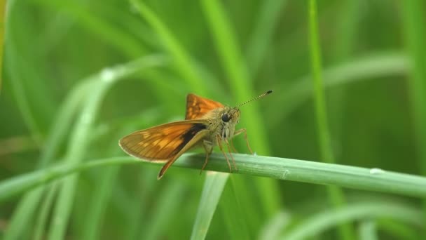 蝴蝶欧洲队长 埃塞克斯队长和Thymelicus Lineola 黄毛蝴蝶栖息在绿茎上 巨猿观察野生动物中的昆虫 — 图库视频影像