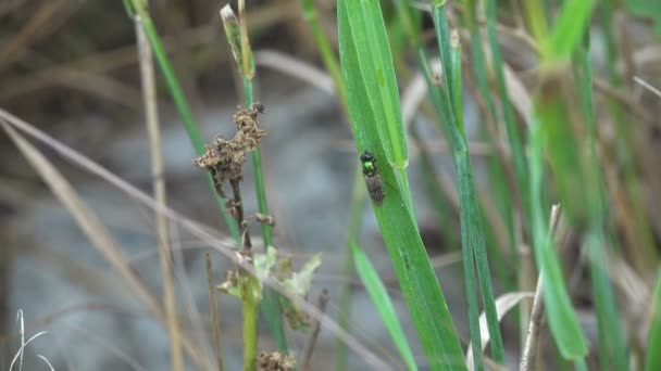 Asker Sineği Kloromyia Formosa Diptera Stratiomyidae Dişilerde Metalik Mavi Yeşil — Stok video