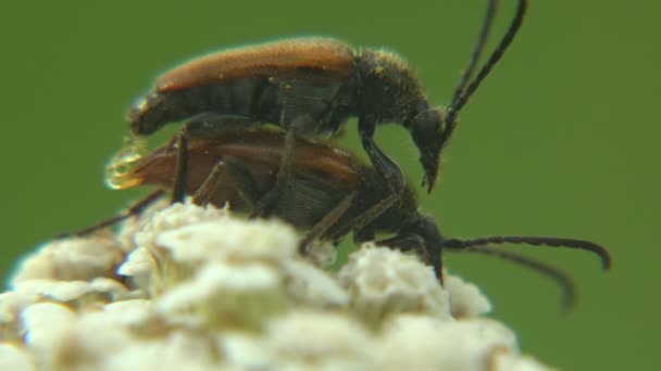 昆虫と交尾の求愛儀式 スペアレドルス Sparedrus オエデメラデス科の偽ブリスター甲虫属である 野生動物のマクロ昆虫を見る — ストック動画