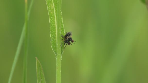 Aktivní Pohyb Courtship Rituály Hmyzu Páření Dvě Mouchy Tachinid Gymnosoma — Stock video