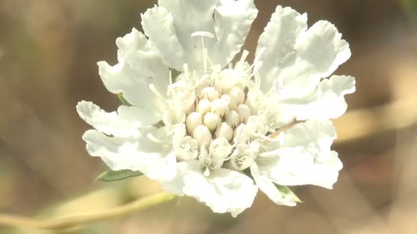 Fiore Selvatico Bianco Ondeggia Nel Vento Sfondo Verde Del Prato — Video Stock