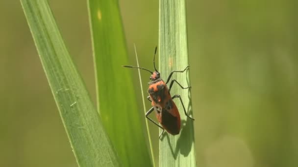 Bug est assis sur une jeune plante verte, se nourrissant. Pyrrhocoris apterus, insecte de la famille des Pyrrhocoridae, coloration rouge et noire. Afficher Macro insecte dans la faune 