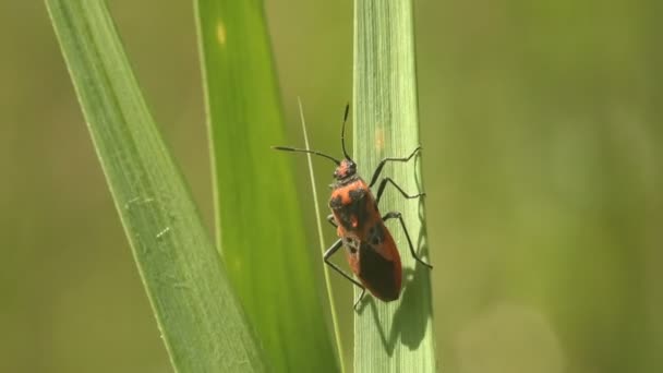 虫子栖息在嫩绿色的植物上觅食 Pyrrhocoris Apterus 刺槐科昆虫 红色和黑色 观赏野生生物中的宏观昆虫 — 图库视频影像