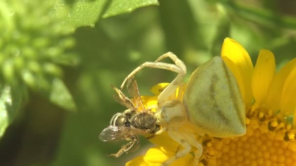 ゴールデンロッドのカニのクモ のクモ Misumena Vatia Whiteは黄色の花に座って蜂を攻撃しました 夏の牧草地でのマクロの花と昆虫 — ストック動画