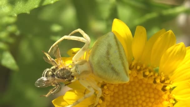 Květinový Krabí Pavouk Misumena Vatia Bílá Sedí Žlutém Květu Napadá — Stock video