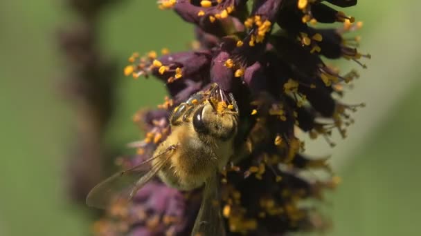 Abelha Recolhe Néctar Pequenas Flores Silvestres Violeta Com Pequenas Flores — Vídeo de Stock