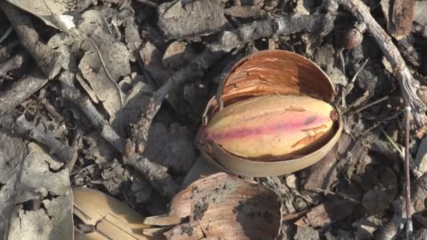 Dry Acorn Oak Nut Nut Oaks Bursting Shell Exposed Fruit — ストック動画