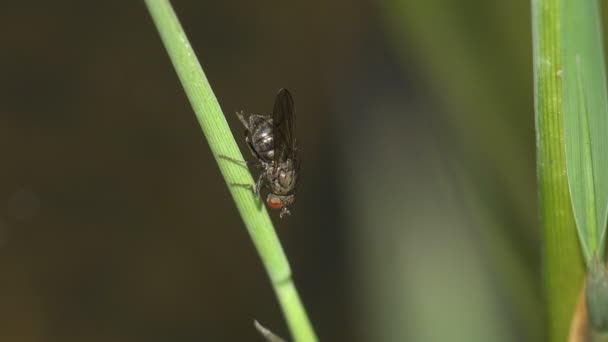 La mouche noire est assise sur la tige verte des roseaux et lave ses pattes postérieures. Macro vue insecte dans la faune 
