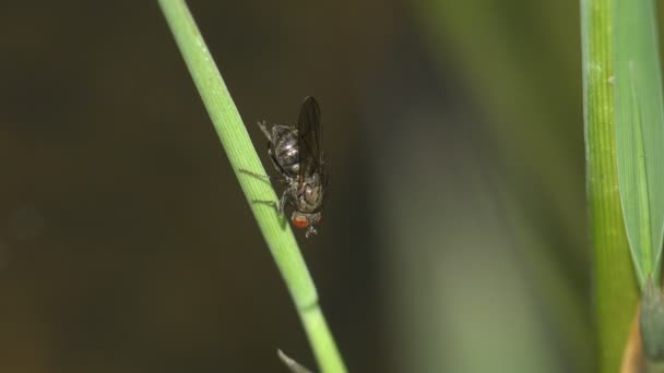 Μαύρη Μύγα Κάθεται Πράσινο Στέλεχος Καλάμια Και Πλένει Πίσω Πόδια — Αρχείο Βίντεο
