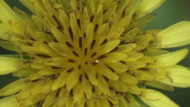 Top View Yellow Flower Golden Ratio Lines Nature — 图库视频影像