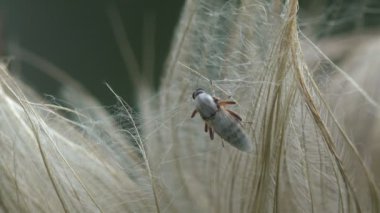 At sineği ya da at sineği, böcekgiller (Tabanidae) familyasından bir sinek türü. Dişiler, kan elde etmek için, insanlar da dahil, hayvanları ısırır.