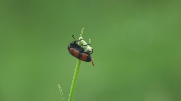 Mylabris Quadripunctata Besouro Vermelho Com Listras Pretas Sobre Revestimento Quitinoso — Vídeo de Stock