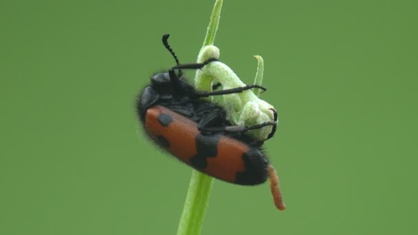 Mylabris Quadripunctata 红色甲壳虫 带着黑色条纹的翅膀 栖息在绿色的花朵上 观赏野生生物中的宏观昆虫 — 图库视频影像