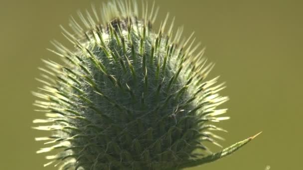 緑色の背景に草原の緑のアザミの芽 アスタリスク シナリア 野生植物の花 野生動物のマクロビュー昆虫 — ストック動画