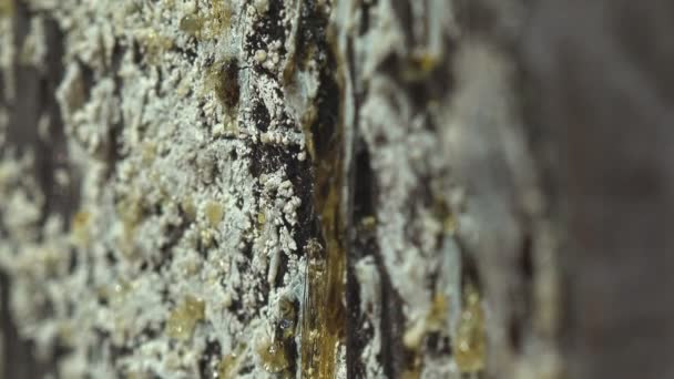 Saftkåda Furu Bildar Bärnsten Fälla För Små Insekter Makro Insekt — Stockvideo